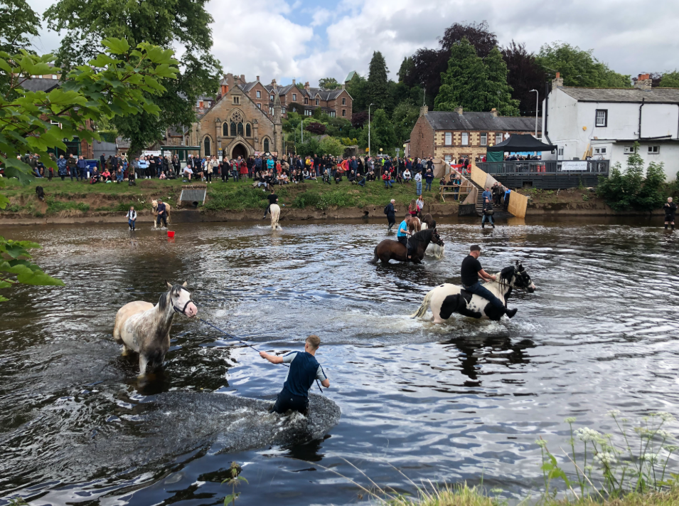 Stubborn horse in Eden River, Appleby Horse Fair